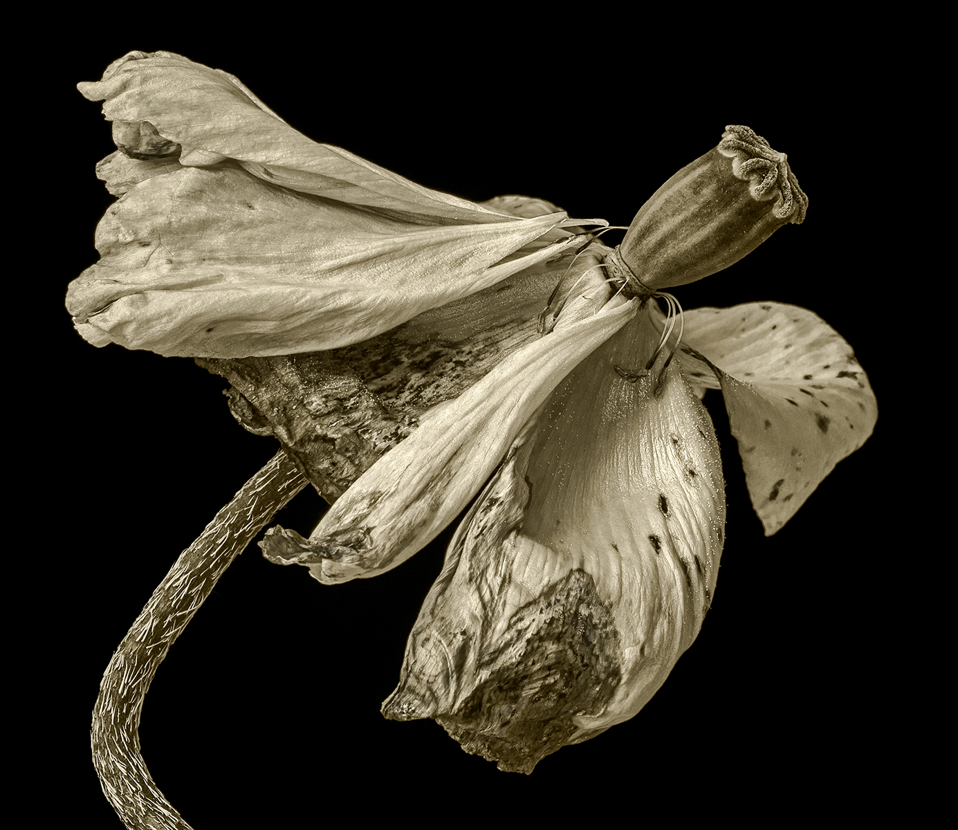 Faded Beauty - Ann Laverock